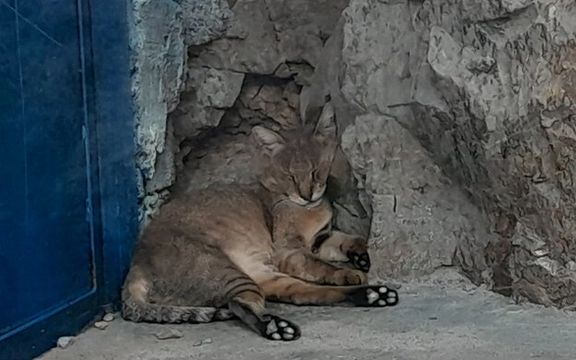 باغ وحش اصفهان: به خاطر گرما گربه جنگلی بیهوش و میمونها درگیر شدهاند