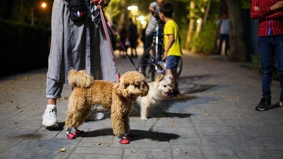 دادستان استان چهارمحال و بختیاری: با حیوانگردانها در شهرکرد بهطور قاطع برخورد میشود