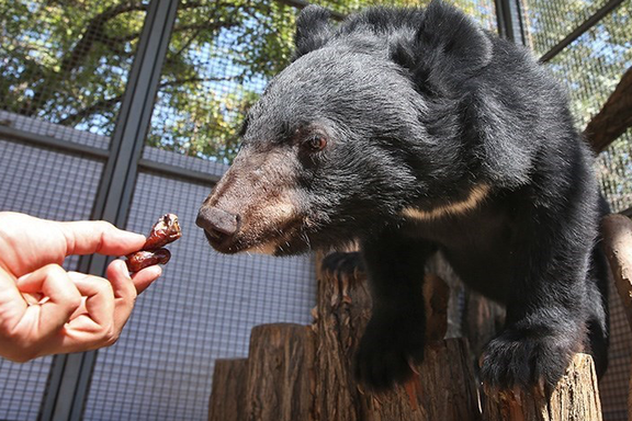 ناپدید شدن یک توله خرس، پارک پردیسان را به تعطیلی کشاند