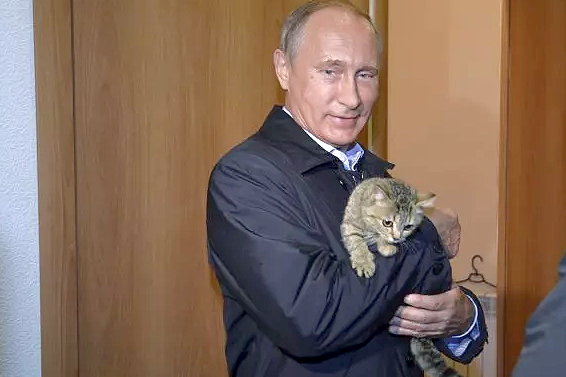 فدراسیون بینالمللی گربهها شرکت گربههای روسی در مسابقات را ممنوع کرد