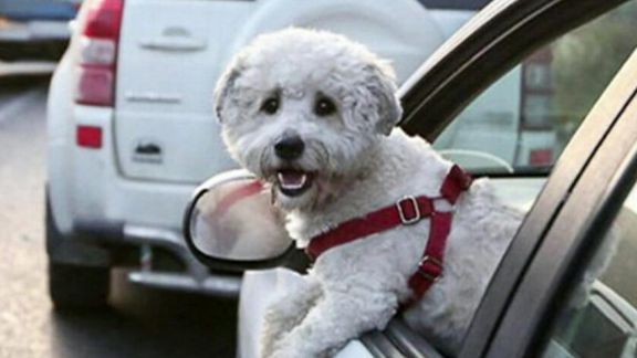 طرح مجلس: متقاضیان نگهداری سگ باید تقاضای مجوز کنند