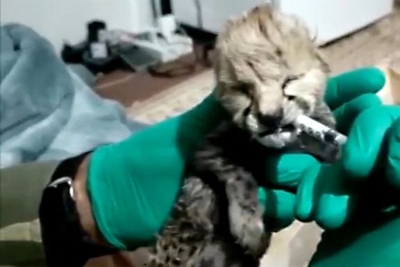 معاون سازمان محیط زیست: شیر بیکیفیت عامل تلف شدن دومین توله یوزپلنگ بود