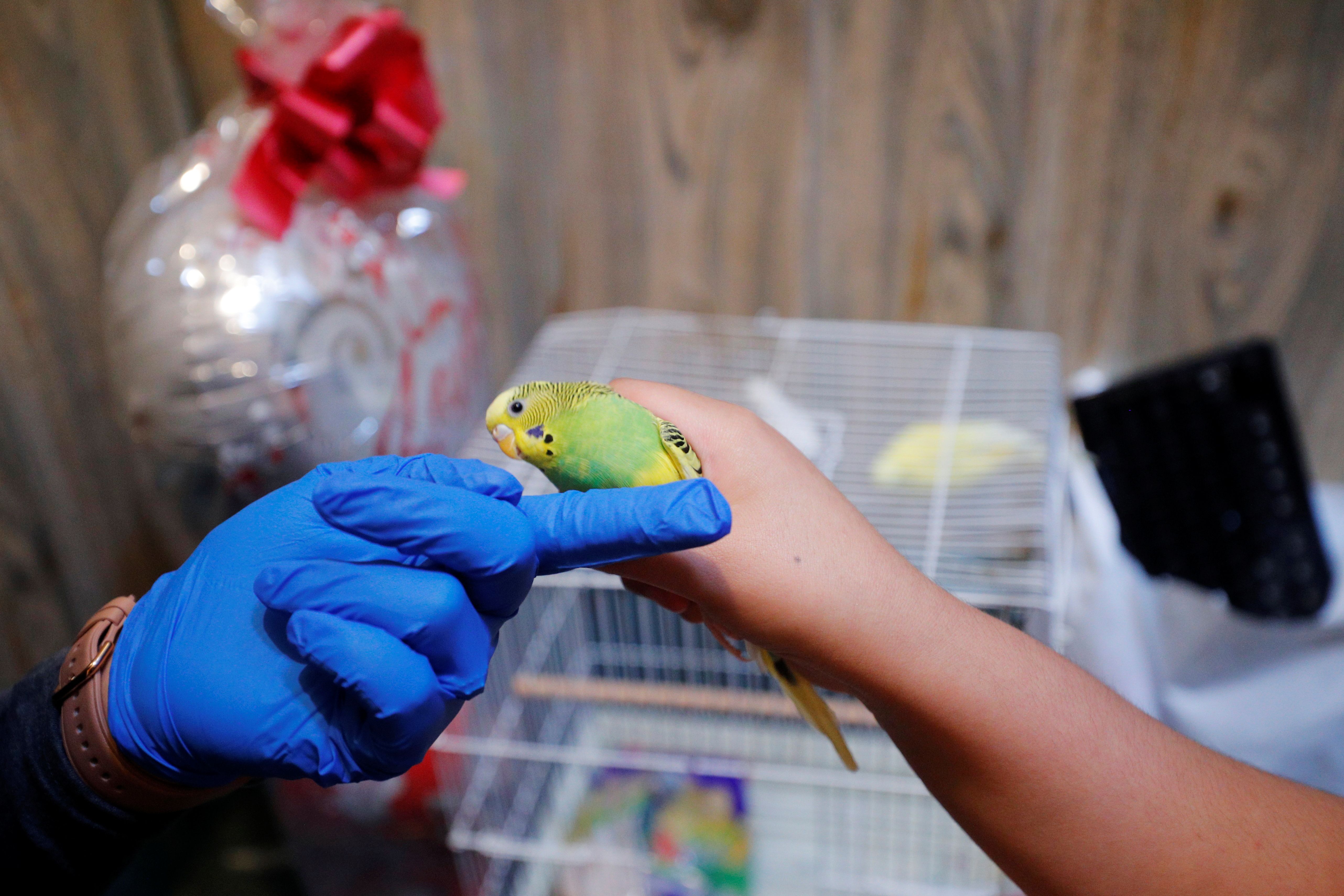 نتایج یک پژوهش: زباله باقی‌مانده از لباس‌های محافظ در برابر کرونا جان حیات وحش را تهدید می‌کند