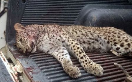 مدیرکل محیط زیست مازندران از مرگ یک قلاده پلنگ سه ساله در پارک ملی «کیاسر» خبر داد