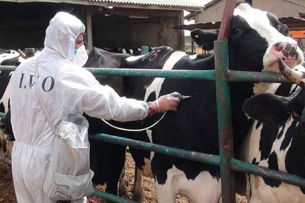 وزارت کشاورزی افزایش شیوع بیماری تب برفکی در میان دام‌های ایران را تایید کرد