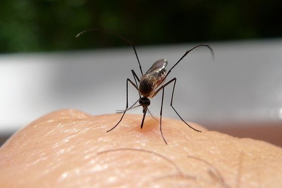 مطالعه جدید: پشهها به لباسهای قرمز، مشکی و نارنجی بیشتر جذب میشوند