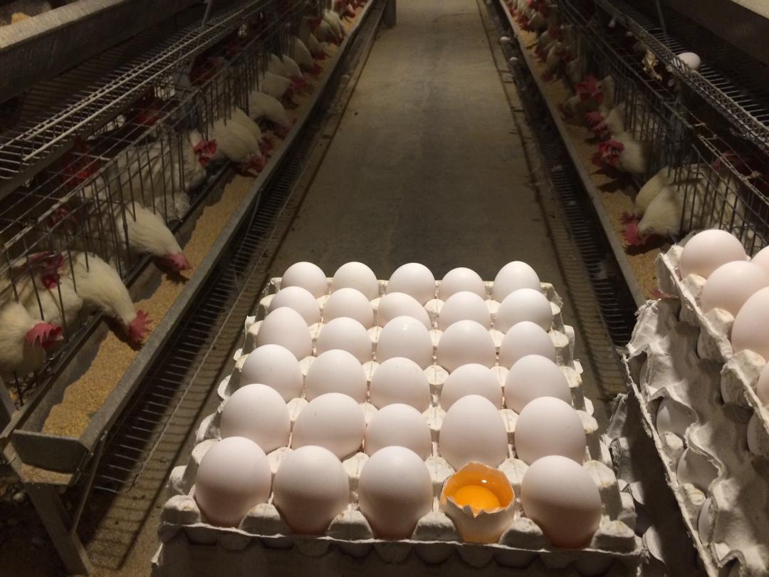 رییس اتحادیه مرغداران: در صورت ادامه قطعی برق، ایران به واردکننده تخم‌مرغ تبدیل می‌شود