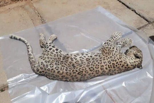 حفاظت محیط زیست: لاشه یک پلنگ بالغ در نوشهر پیدا شد