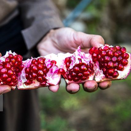 روسیه واردات برخی محصولات کشاورزی از ۳۳ تولیدکننده ایرانی و ترکیهای را تعلیق کرد
