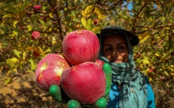 ستاد تنظیم بازار تصویب کرد که تا اطلاع ثانوی صادرات سیب و پرتقال محدود شود