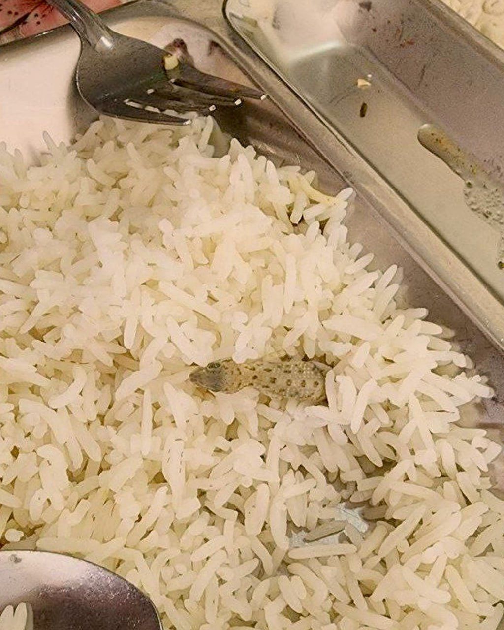 دانشگاه علوم پزشکی: مارمولک دیده‌شده در غذای دانشجویان کاشان مربوط به پخت نیست، توزیع است