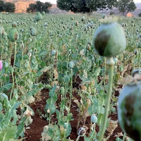 Opium for survival: Inside a shift in Iran’s Zagros villages