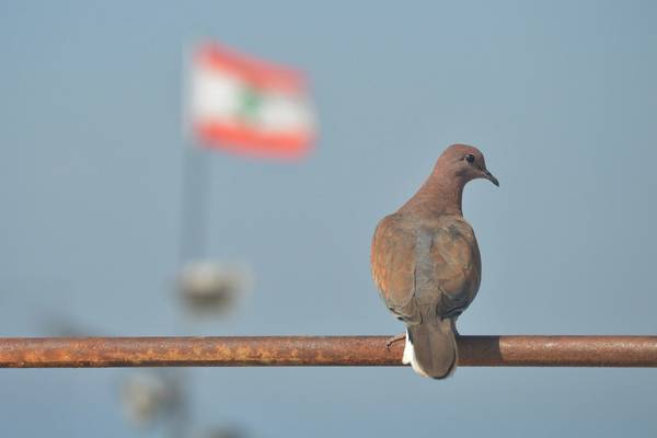 رویترز: لبنان شرکت در مذاکرات مستقیم با اسرائیل برای آتشبس را تایید کرد