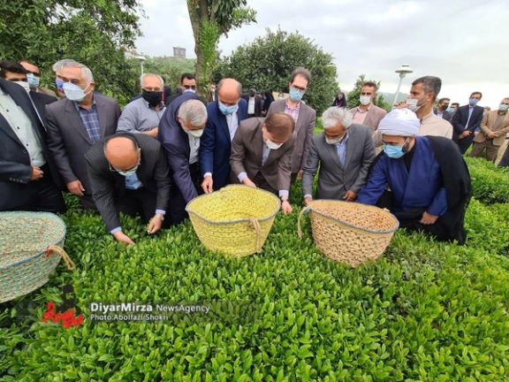 Smell Of Iran’s Tea Graft Wafts Wide And Deep