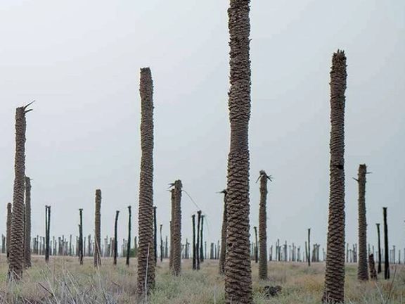 انجمن مهندسان صنعت آب خوزستان: نخلهای جنوب نهبر اثر جنگ بلکه سوء مدیریت در حال مرگاند