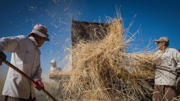 مبررًا ذلك بـ "الجفاف".. وزير الزراعة الإيراني: نواجه صعوبة شديدة في توفير الأمن الغذائي