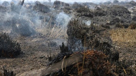 رییس ذخیرهگاه زیستکره میانکاله از بروز آتشسوزی شدید در این منطقه خبر داد