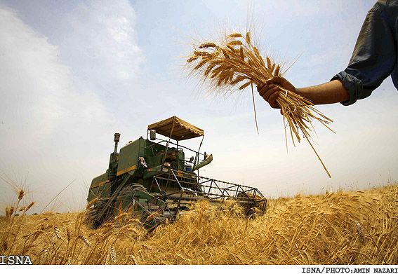 Iran Struggles With Paying Wheat Farmers, Risking Shortage Next Year