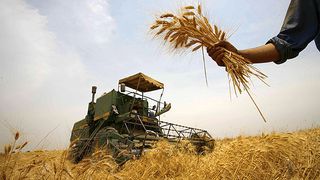 Iran Struggles With Paying Wheat Farmers, Risking Shortage Next Year