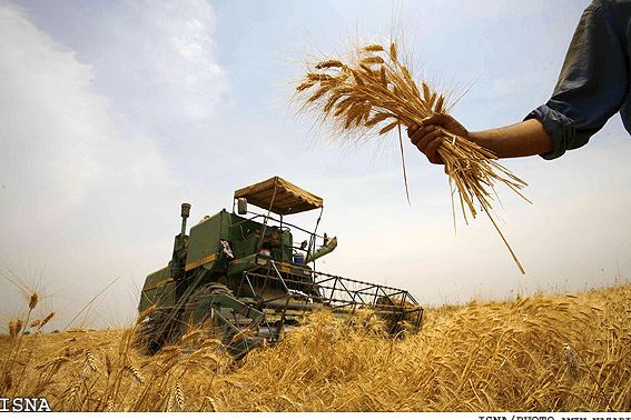 Iran Struggles With Paying Wheat Farmers, Risking Shortage Next Year