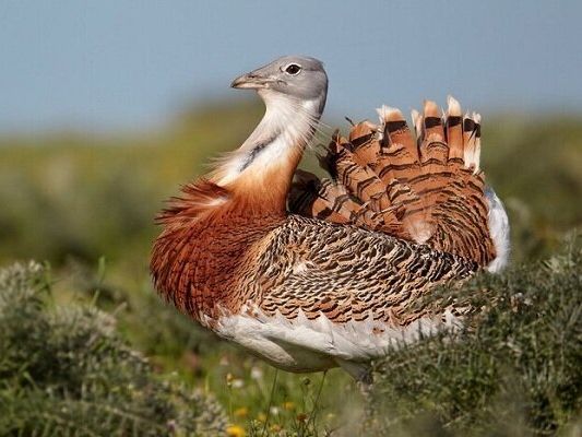 نسل میشمرغ در ایران در حال انقراض است و تنها ۲۰ قطعه از آنها در کشور باقی مانده