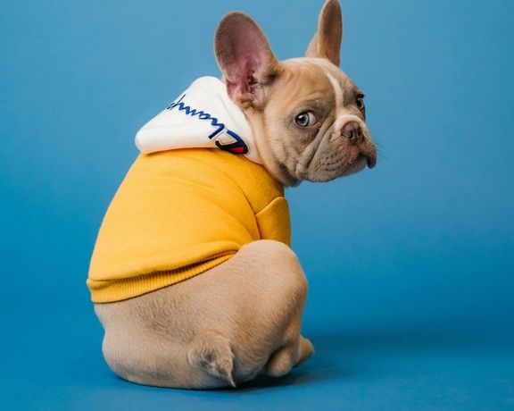 ادامه برخوردهای قضایی؛ با سگها در معابر قم برخورد خواهد شد