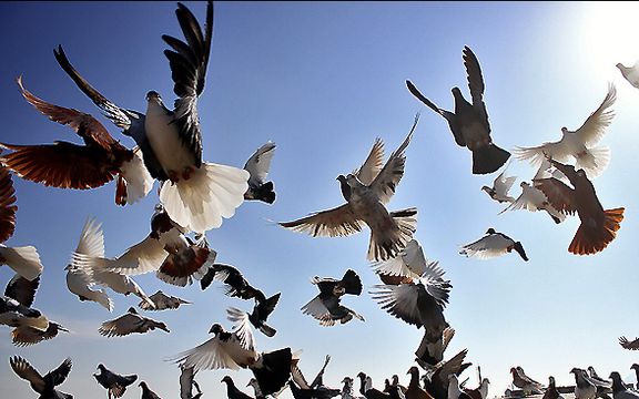 خبرگزاری ایسنا: ۱۴ زندانی با کمک کفتربازها آزاد شدند