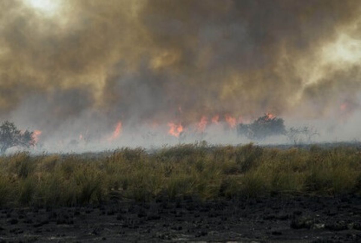 برای چهل و دومین‌ بار در سال‌جاری منطقه حفاظت شده میانکاله دچار آتش‌‌سوزی شد