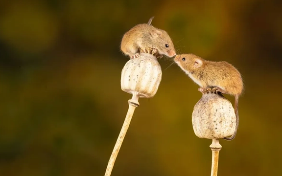 موشها با استفاده از بوها و نشانههای شیمیایی، جایگاه اجتماعی یکدیگر را تشخیص میدهند