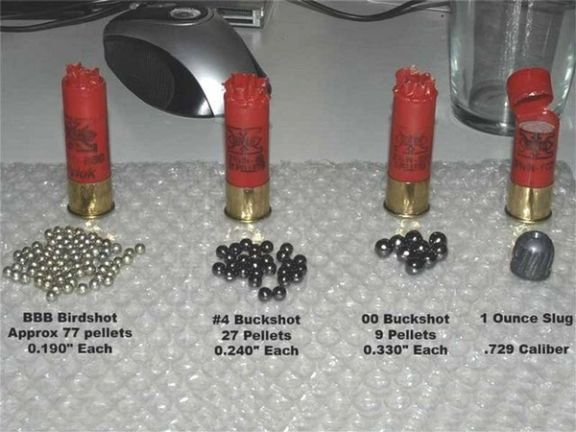 Different shotgun shells show the difference between small 'birdshot' pellets and larger projectiles (file photo)