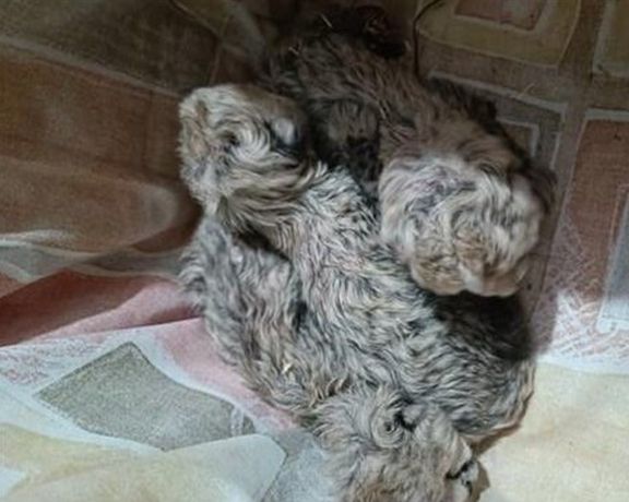 رییس سازمان محیط زیست: مراقبت از تولهیوز «ایران» به یک دامپزشک اندونزیایی سپرده میشود