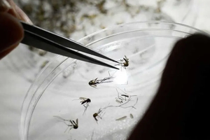 هزار و ۷۳ مورد ابتلا به تب دنگی در ایران شناسایی شده است