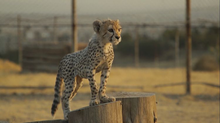 مستندی از زندگی کوتاهِ پیروز؛ اشتباهات منجر به مرگِ توله یوز محبوب ایرانی