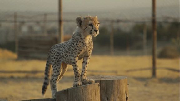 مستندی از زندگی کوتاهِ پیروز؛ اشتباهات منجر به مرگِ توله یوز محبوب ایرانی