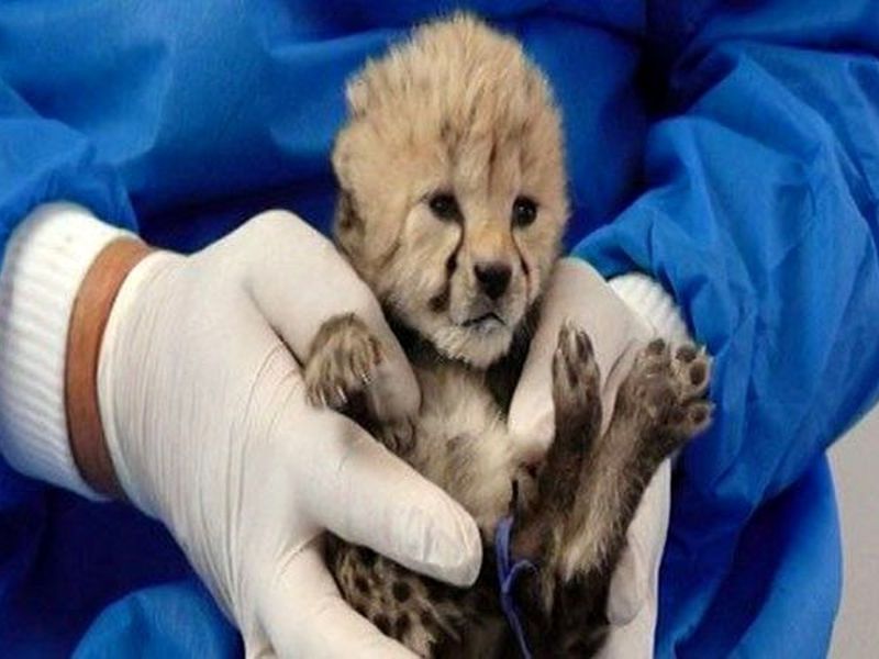 رییس سازمان محیط‌زیست: کسی در فرآيند تکثیر یوزپلنگ قصوری نداشته است