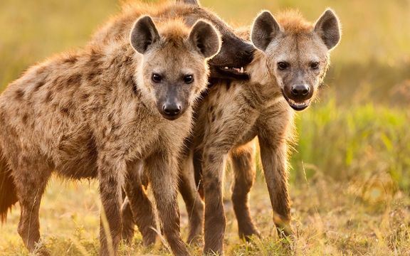 دو کفتار در باغ وحشی در شهر دنور آمریکا به کرونا مبتلا شدند