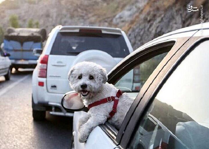 دادستان هرمزگان: برای یک شهروند به دلیل همراه داشتن سگ پرونده قضای تشکیل شد