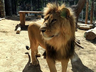 فرمانده انتظامی خمینیشهر: یک شیر ماده آفریقایی و ۶۴ پرنده کمیاب از یک باغ شخصی کشف شد