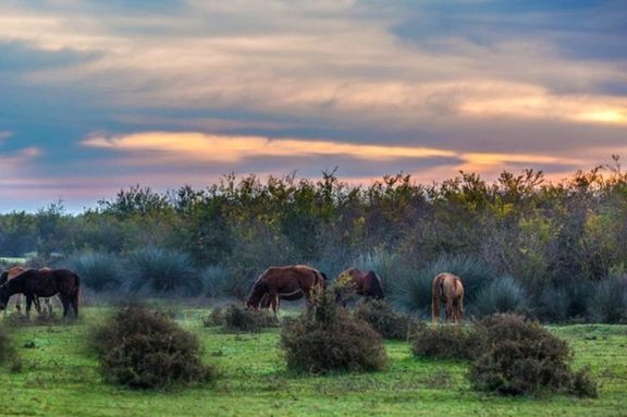 Miankaleh nature reserve in northern Iran.