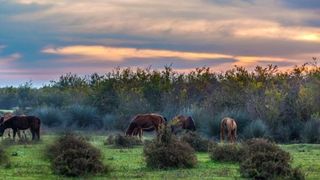 An Environmental Dispute In Iran Hints At Systemic Corruption