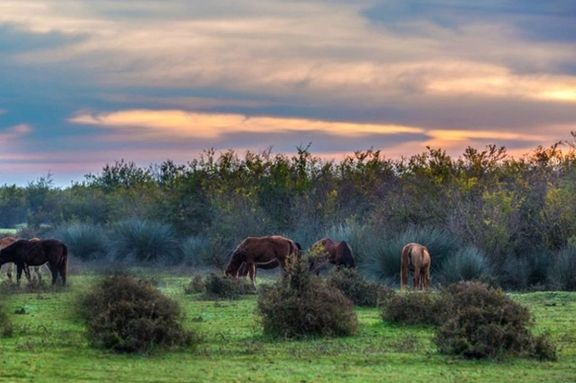 Miankaleh nature reserve near the site of planned petrochemical plant.