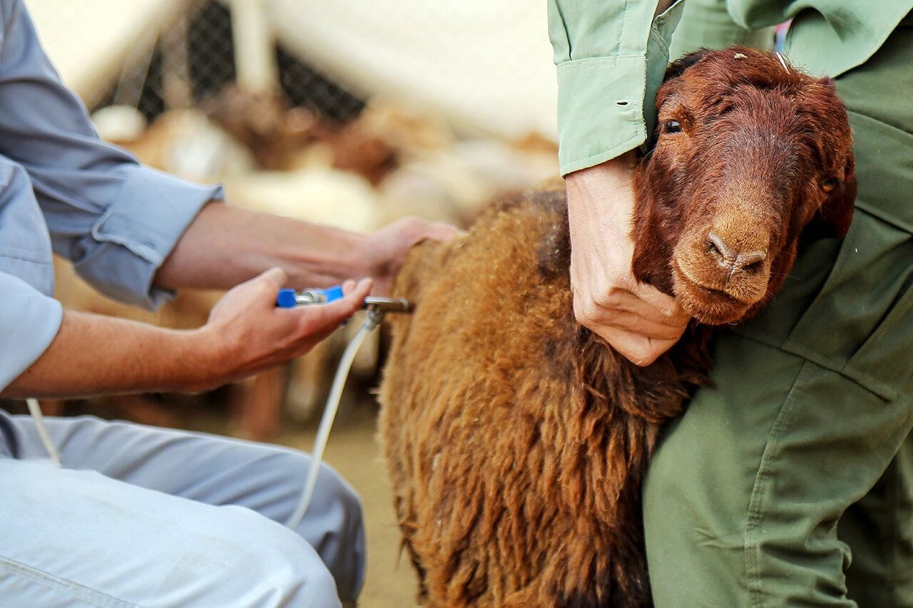 ایلنا از خسارت دو هزار میلیارد تومانی بیماری تب برفکی به دامداری‌های کشور خبر داد