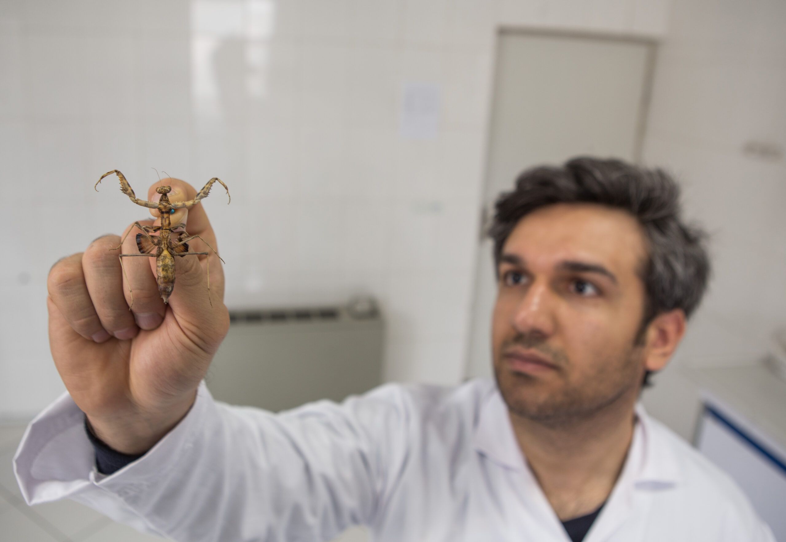 'Freedom’ praying mantis discovered in Iran