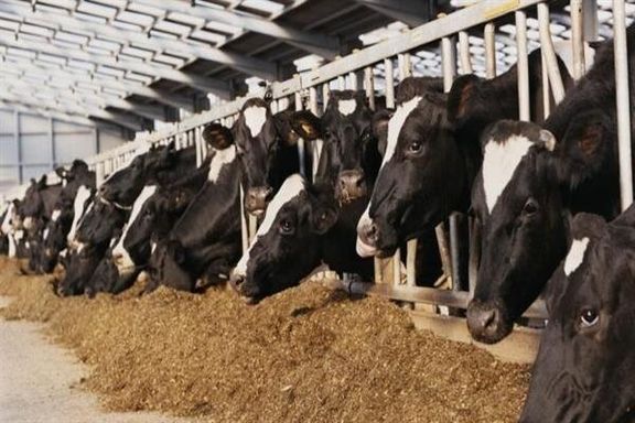 نماینده مجلس: صدها هزار تُن مشتقات نفتی به برزیل صادر و نهادههای دامی دریافت کردیم