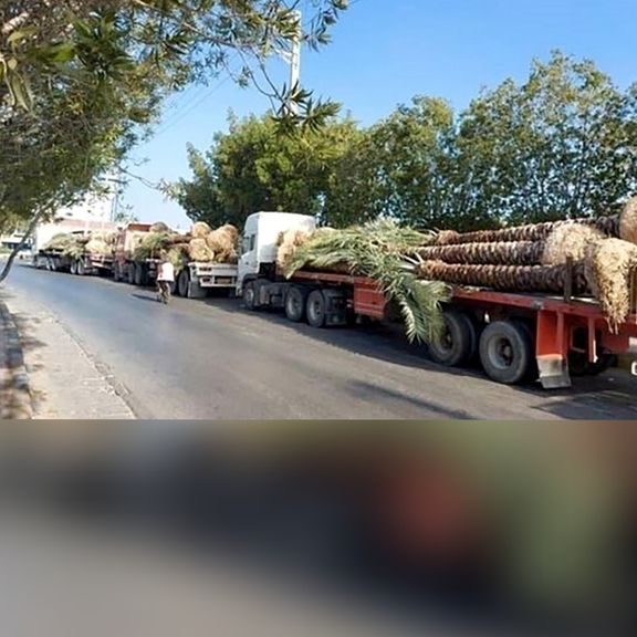 یک مقام سازمان جهاد کشاورزی بوشهر فروش سه هزار و ۷۰۰ نخل ایران به قطر را تایید کرد
