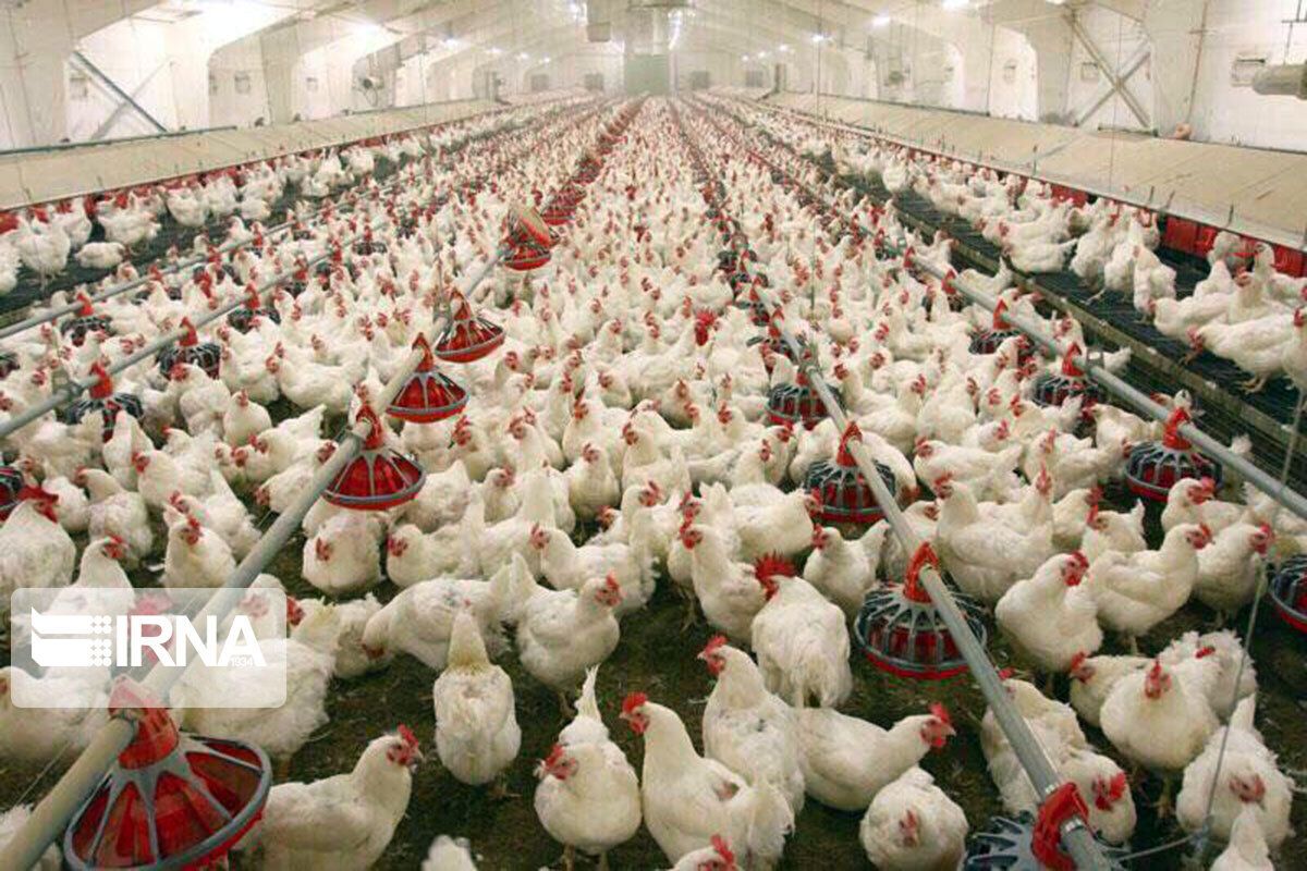 Iraq Bans Import Of Poultry, Eggs From Iran To Protect Its Producers