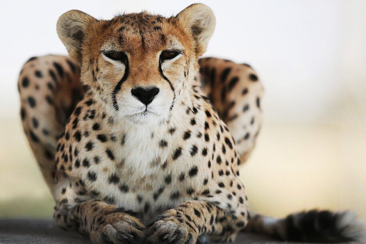 Only 17 Asiatic cheetahs remain in Iran, environmental chief warns 