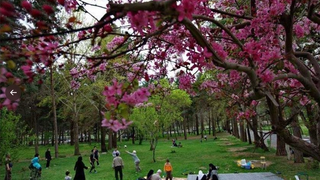Iranians Celebrate Spring Picnic Day Despite Ramadan Restrictions
