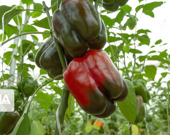 یک صادرکننده فلفل دلمهای: محصول برگشتخورده از روسیه در ایران کیلویی ۵هزارتومان فروخته شد