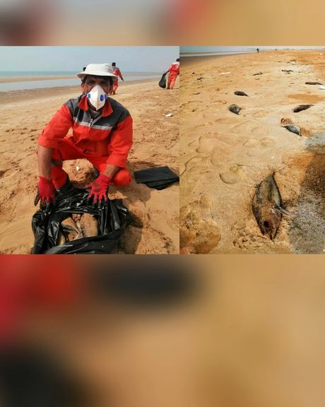 محیطزیست کنگان مرگ تعداد زیادی از ماهیها در سواحل این شهرستان را تایید کرد